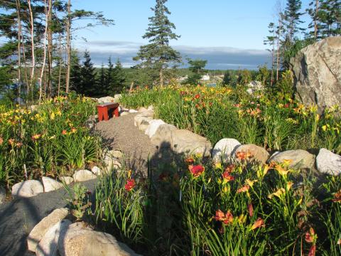 Daylilies with a view