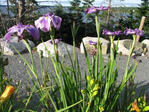 Iris above the harbour