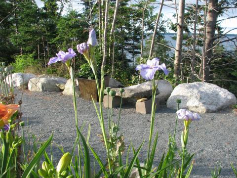 iris with a view