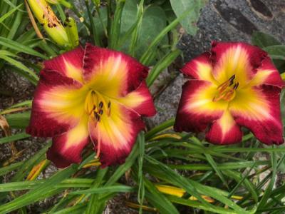 Crimson Impression
