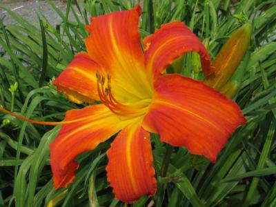 Heavenly Orange Blaze