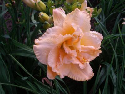 Marietta Double