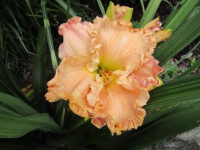 Pomp Perfect