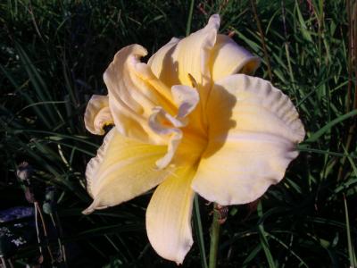 Savannah Debutante
