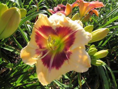 Tricuspid Passion Release
