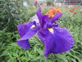 Bellender Blue