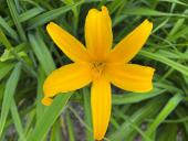 Jeddore Yellow Star