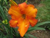 Mauna Loa