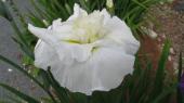 Ruffled White Water