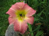 Zolas Pink Nightgown
