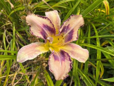Asheville White-Winged Dove