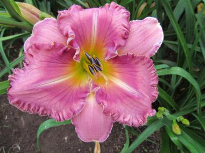 Coastal Dawn Coastal Dawn