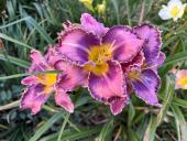 Pinewood Mirror Lake