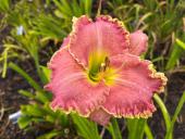 Township's Frivolite