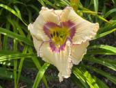 Township's Quintessence